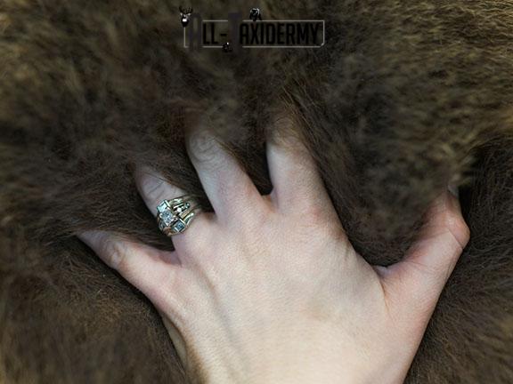 Full Body Brown/ Grizzly Bear taxidermy mount SKU 2383 - Image 14