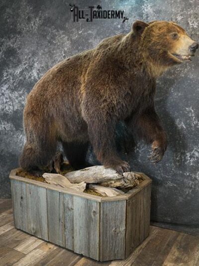 Alaskan full body brown bear taxidermy mount SKU 2254