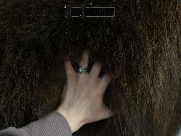 Grizzy Brown bear full body taxidermy mount SKU 2255 - Image 15