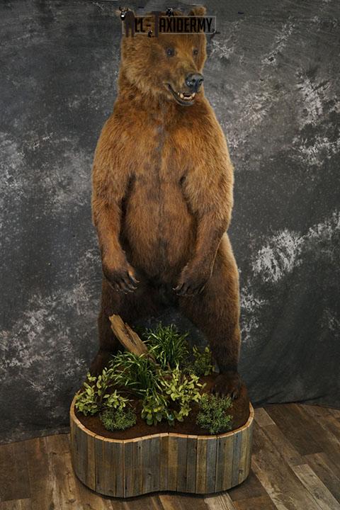 Full body Grizzly Bear taxidermy mount SKU 2341 - Image 2