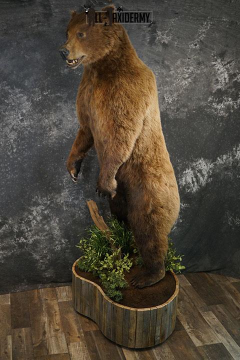 Full body Grizzly Bear taxidermy mount SKU 2341 - Image 3