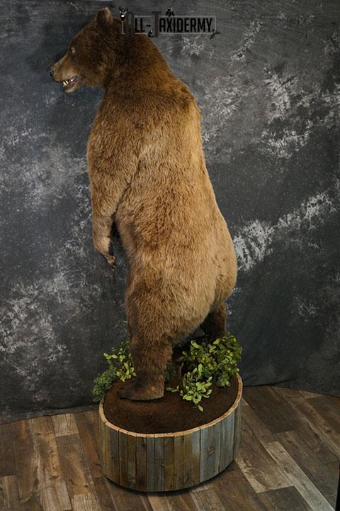 Full body Grizzly Bear taxidermy mount SKU 2341 - Image 4