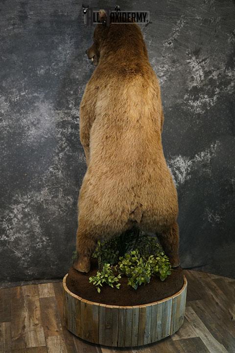 Full body Grizzly Bear taxidermy mount SKU 2341 - Image 5