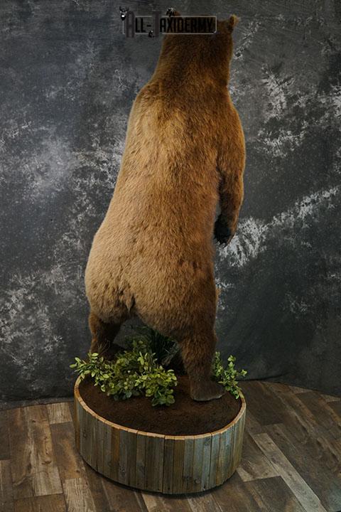 Full Body Grizzly Bear Taxidermy Mount SKU 2647 - All Taxidermy