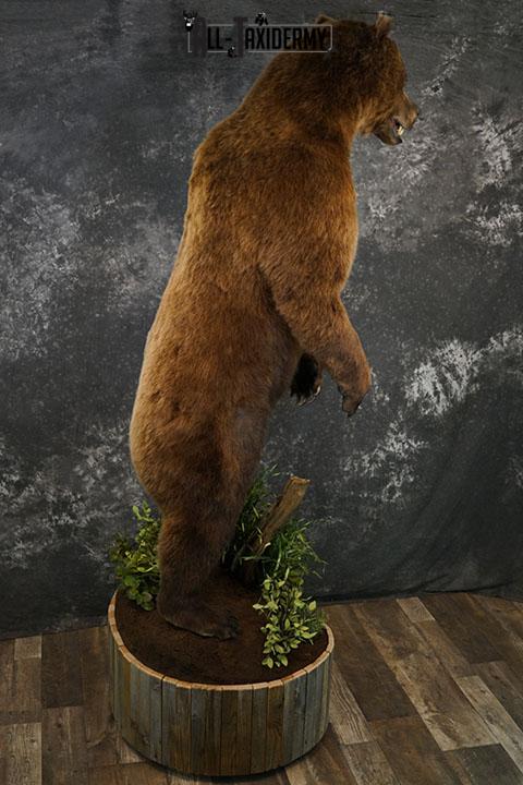 Full body Grizzly Bear taxidermy mount SKU 2341 - Image 6