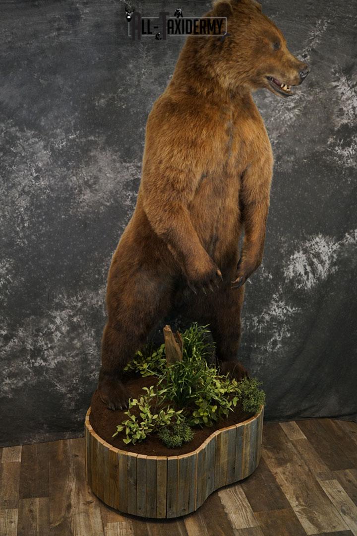 Full body Grizzly Bear taxidermy mount SKU 2341 - Image 8
