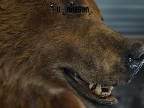 Full body Grizzly Bear taxidermy mount SKU 2341 - Image 16