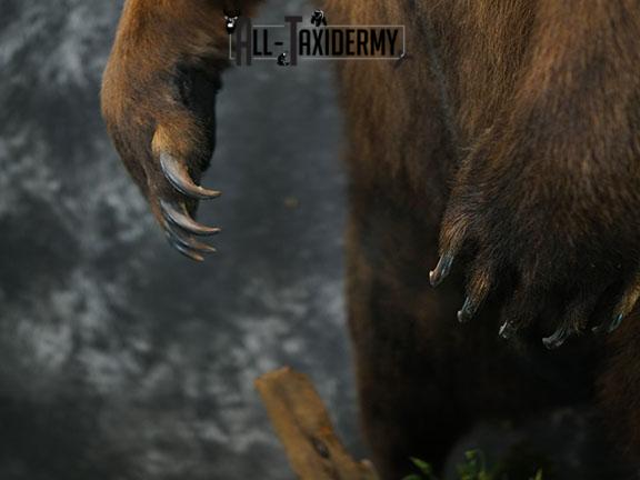 Full body Grizzly Bear taxidermy mount SKU 2341 - Image 15