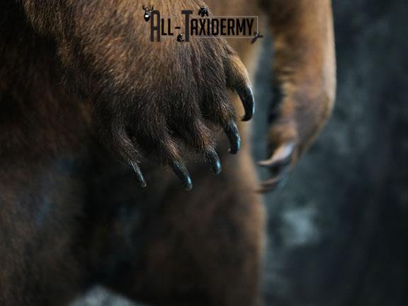 Full body Grizzly Bear taxidermy mount SKU 2341 - Image 14