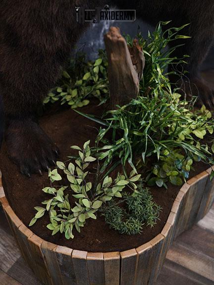 Full body Grizzly Bear taxidermy mount SKU 2341 - Image 13