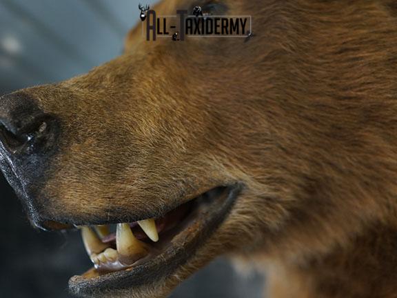 Full body Grizzly Bear taxidermy mount SKU 2341 - Image 12