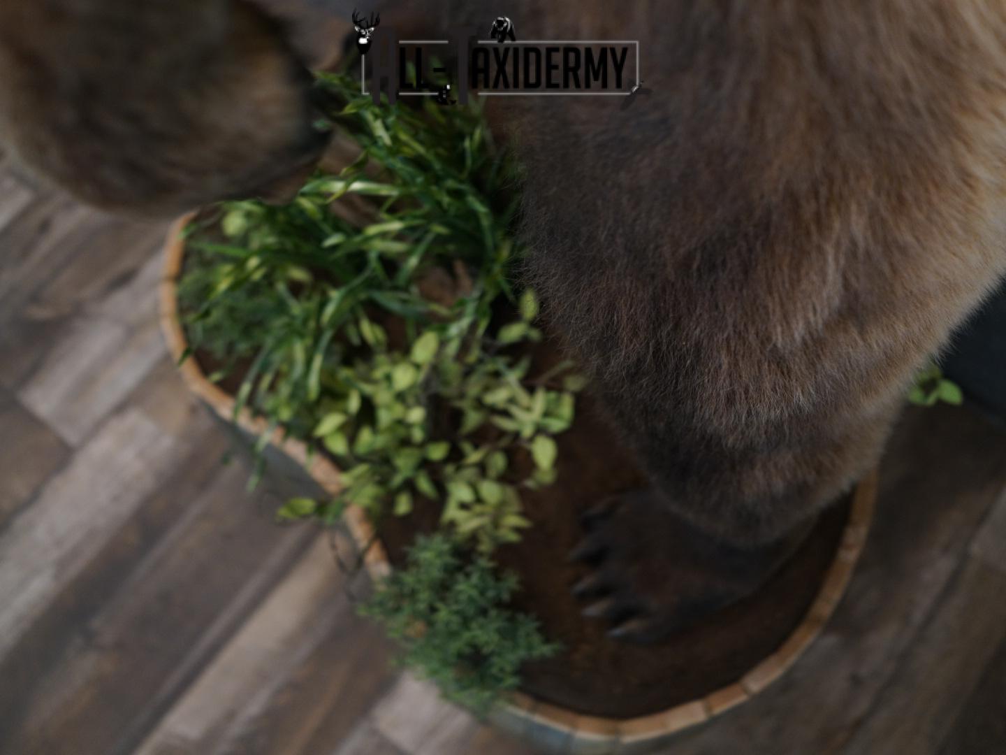 Full body Grizzly Bear taxidermy mount SKU 2341 - Image 11