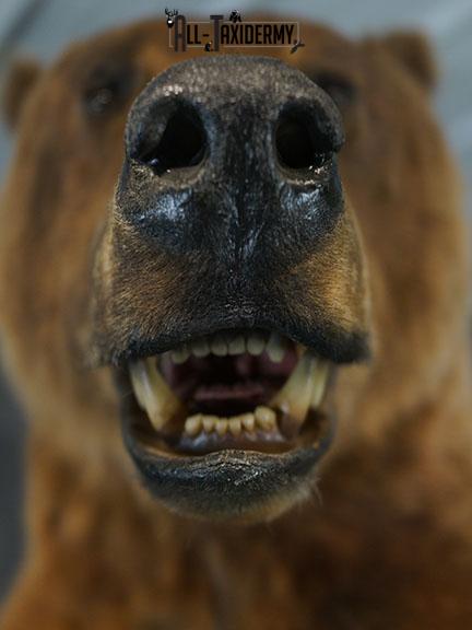Full body Grizzly Bear taxidermy mount SKU 2341 - Image 10