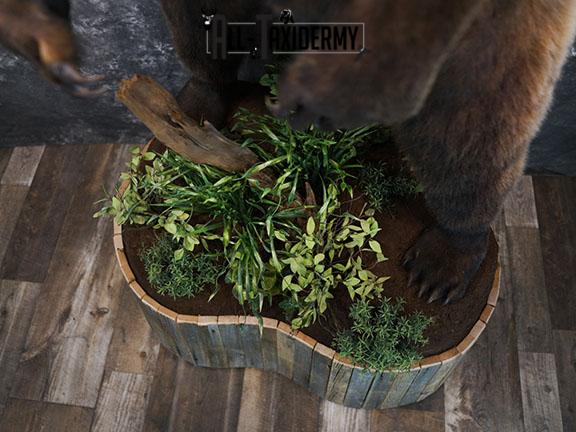 Full body Grizzly Bear taxidermy mount SKU 2341 - Image 9