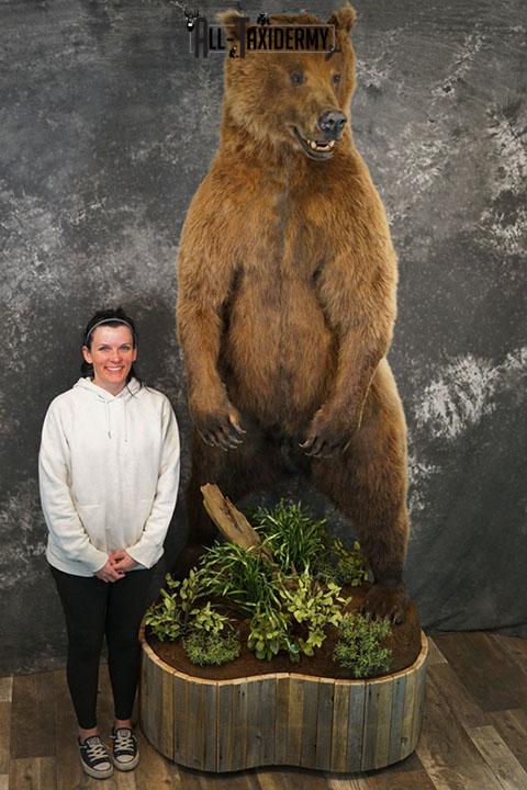 Full body Grizzly Bear taxidermy mount SKU 2341 - Image 17