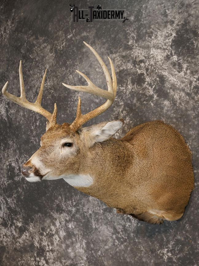 9 point Whitetail deer taxidermy shoulder mount SKU 2242 - Image 2