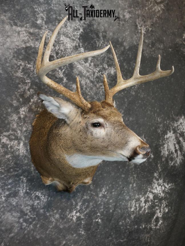 9 point Whitetail deer taxidermy shoulder mount SKU 2242 - Image 3
