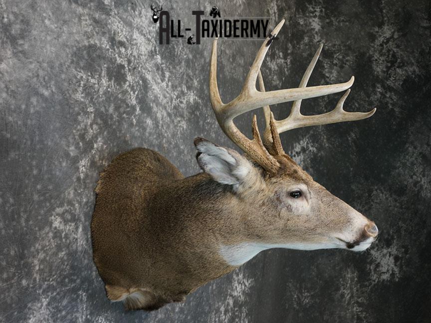 9 point Whitetail deer taxidermy shoulder mount SKU 2242 - Image 4