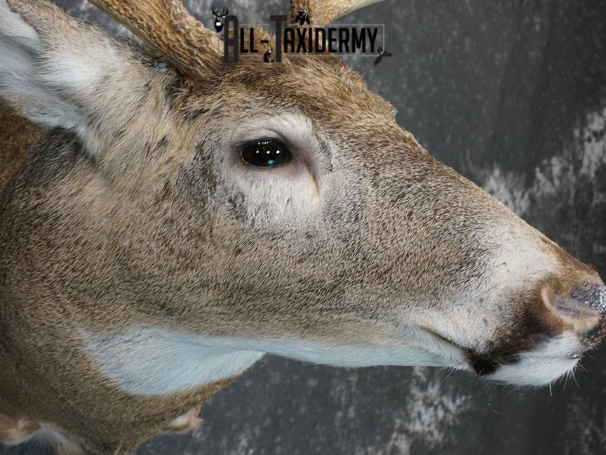 9 point Whitetail deer taxidermy shoulder mount SKU 2242 - Image 6
