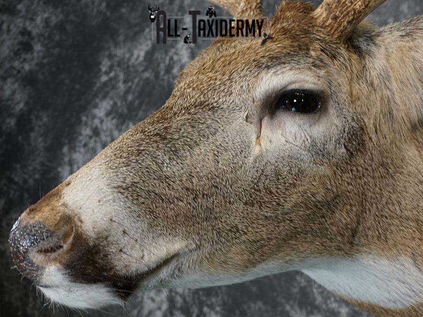 9 point Whitetail deer taxidermy shoulder mount SKU 2242 - Image 7