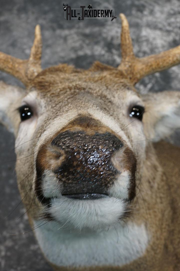 9 point Whitetail deer taxidermy shoulder mount SKU 2242 - Image 8