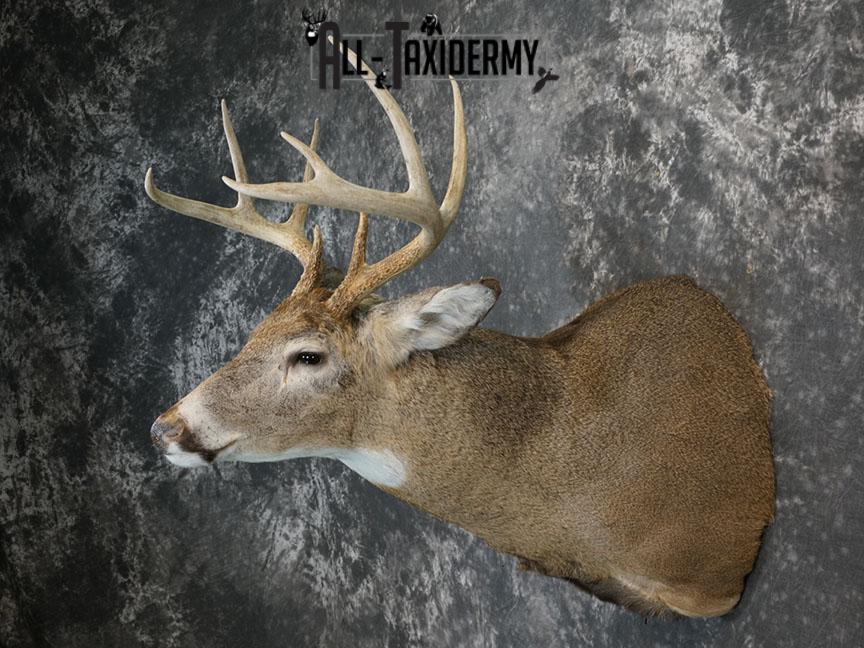 9 point Whitetail deer taxidermy shoulder mount SKU 2242 - Image 5