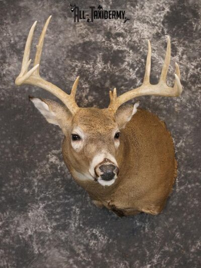 12 point Whitetail deer taxidermy shoulder mount SKU 2241