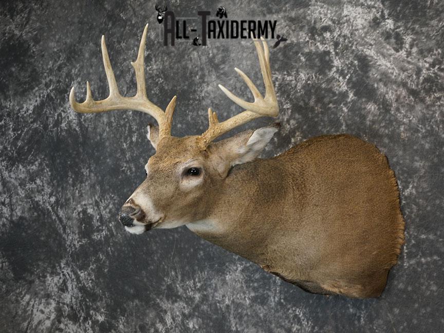12 point Whitetail deer taxidermy shoulder mount SKU 2241 - Image 8