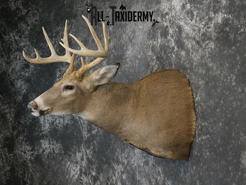 12 point Whitetail deer taxidermy shoulder mount SKU 2241 - Image 7