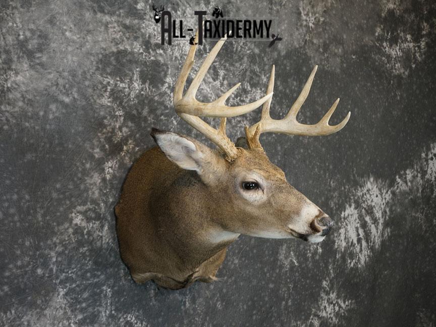 12 point Whitetail deer taxidermy shoulder mount SKU 2241 - Image 6