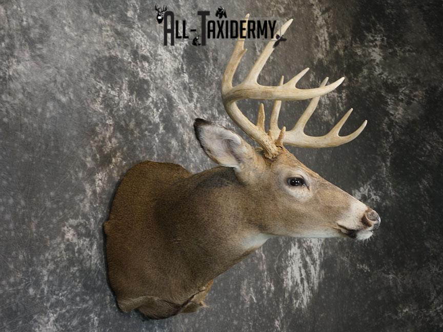 12 point Whitetail deer taxidermy shoulder mount SKU 2241 - Image 5