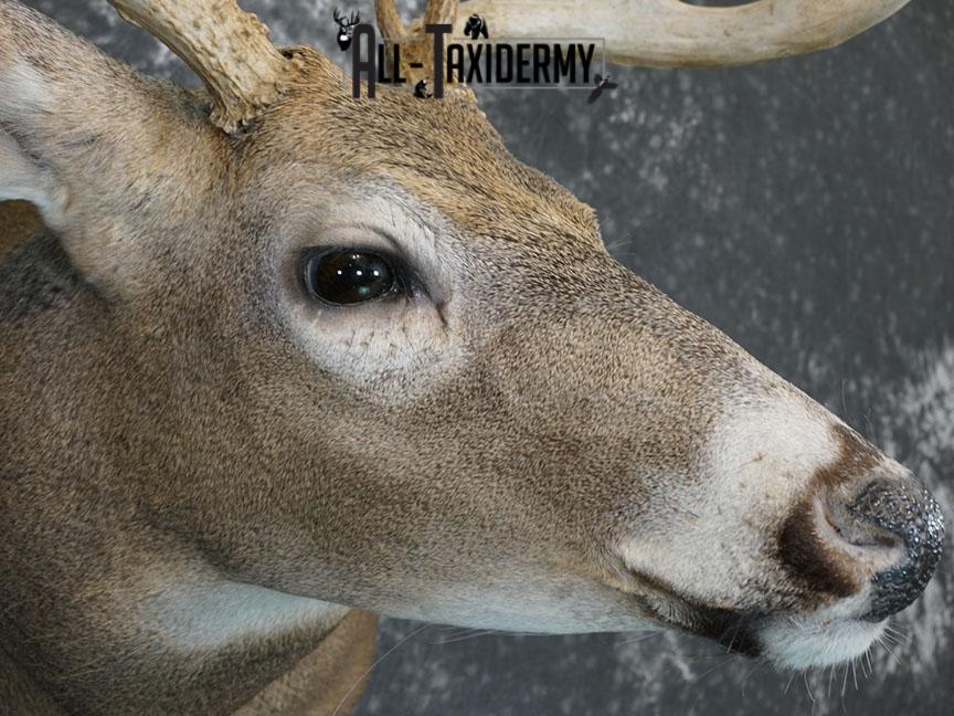 12 point Whitetail deer taxidermy shoulder mount SKU 2241 - Image 4