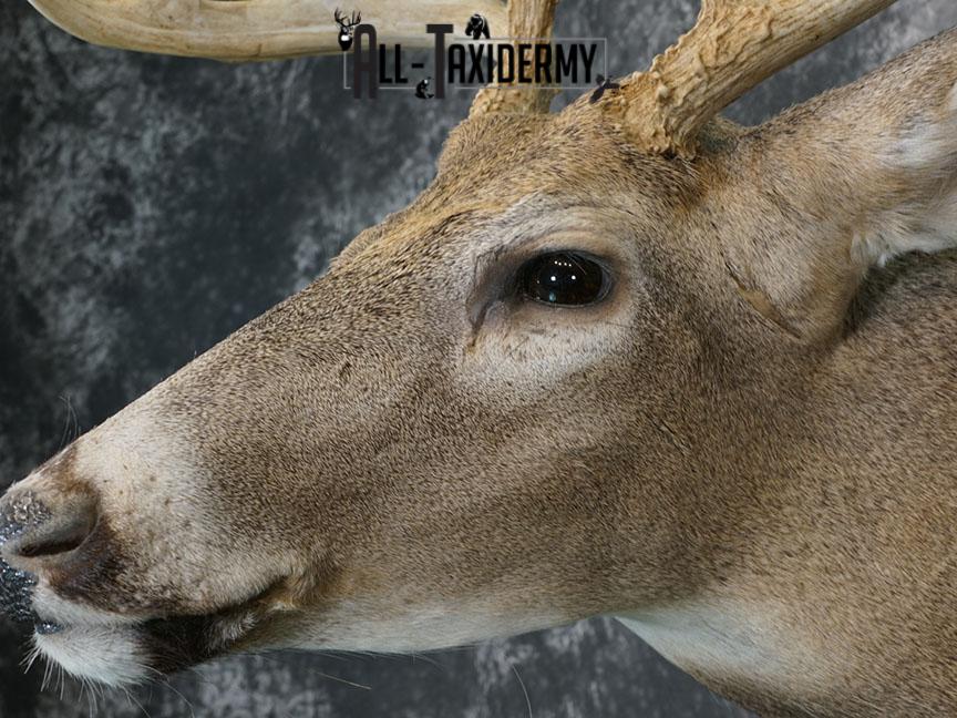 12 point Whitetail deer taxidermy shoulder mount SKU 2241 - Image 3