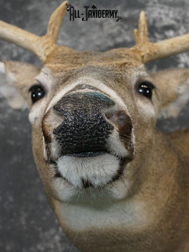 12 point Whitetail deer taxidermy shoulder mount SKU 2241 - Image 2