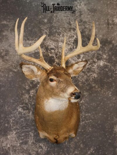 8 Point Whitetail deer Taxidermy shoulder mount SKU 2240