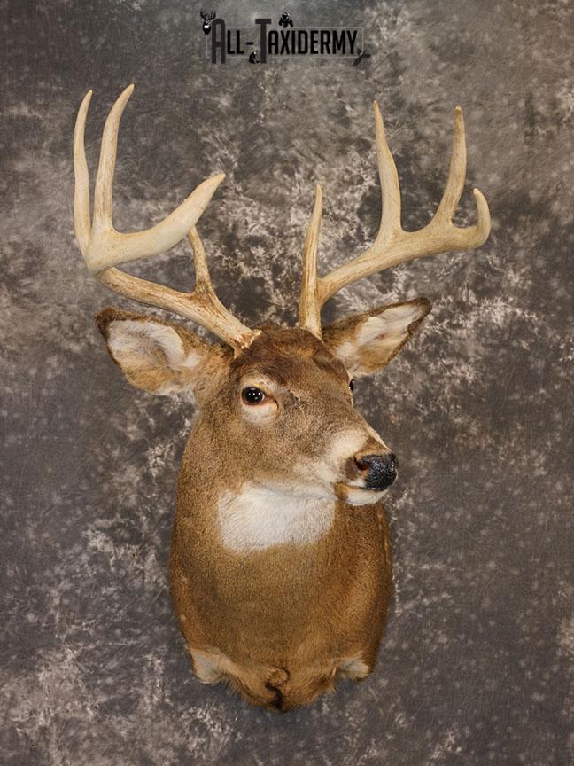 8 Point Whitetail deer Taxidermy shoulder mount SKU 2240