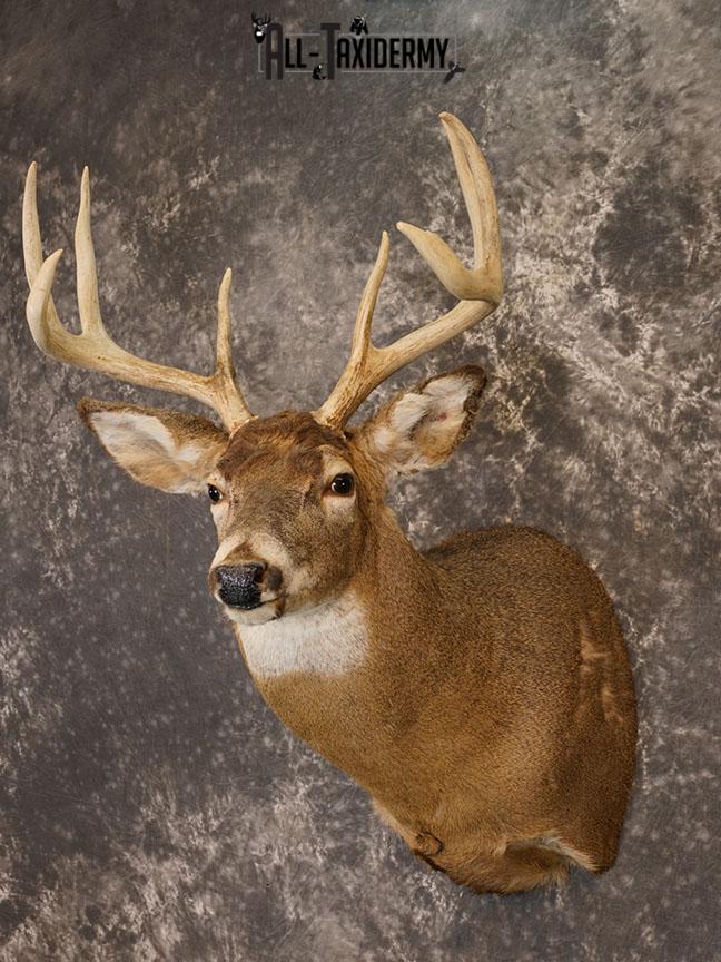 8 Point Whitetail deer Taxidermy shoulder mount SKU 2240 - Image 2