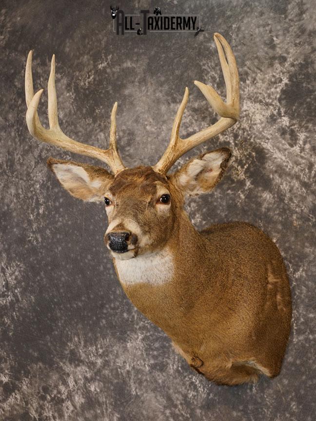 8 Point Whitetail deer Taxidermy shoulder mount SKU 2240 - Image 6