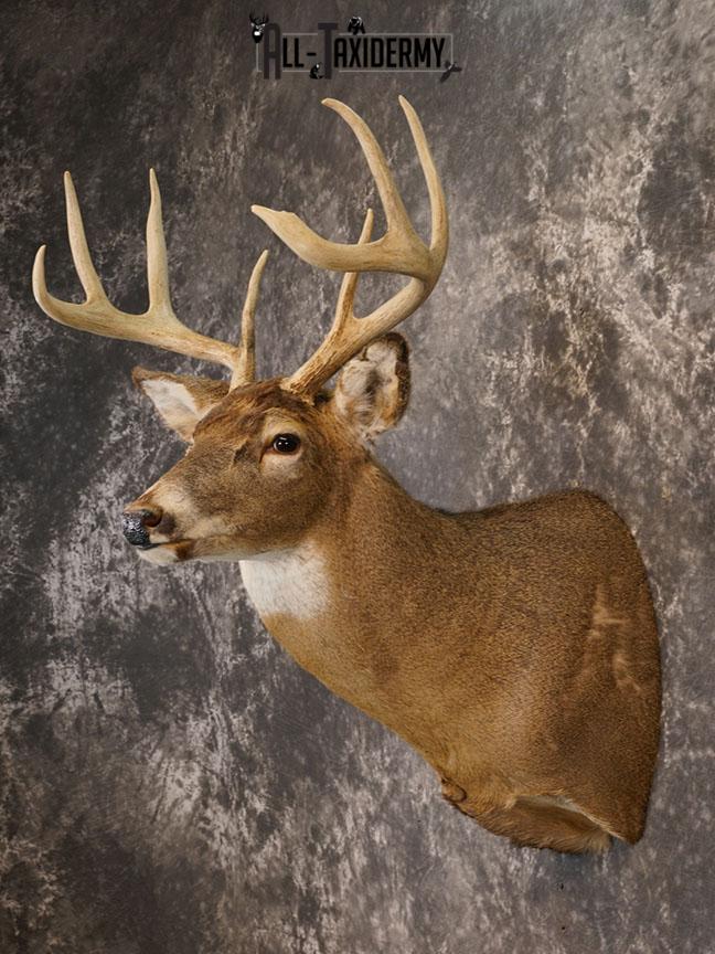 8 Point Whitetail deer Taxidermy shoulder mount SKU 2240 - Image 5