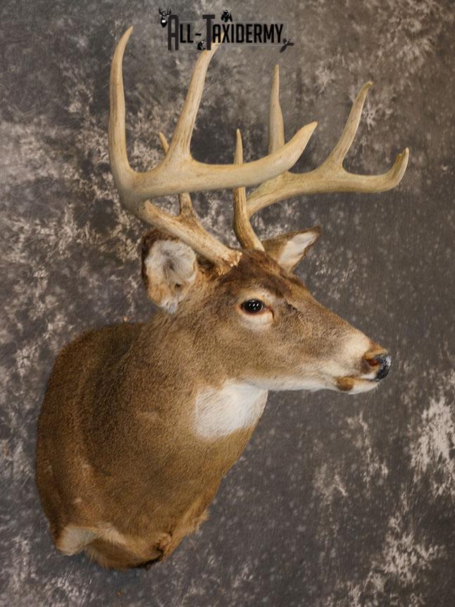 8 Point Whitetail deer Taxidermy shoulder mount SKU 2240 - Image 4