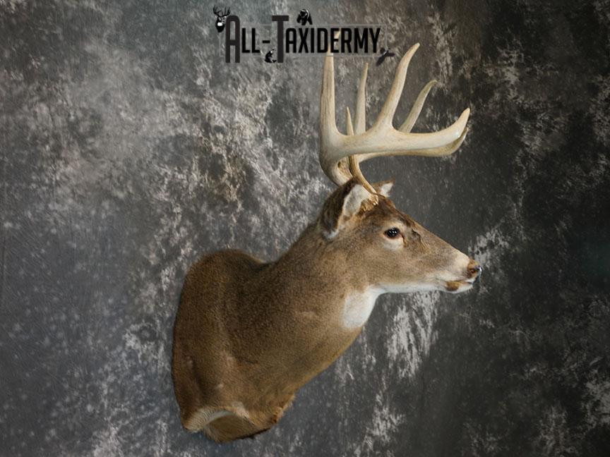 8 Point Whitetail deer Taxidermy shoulder mount SKU 2240 - Image 3