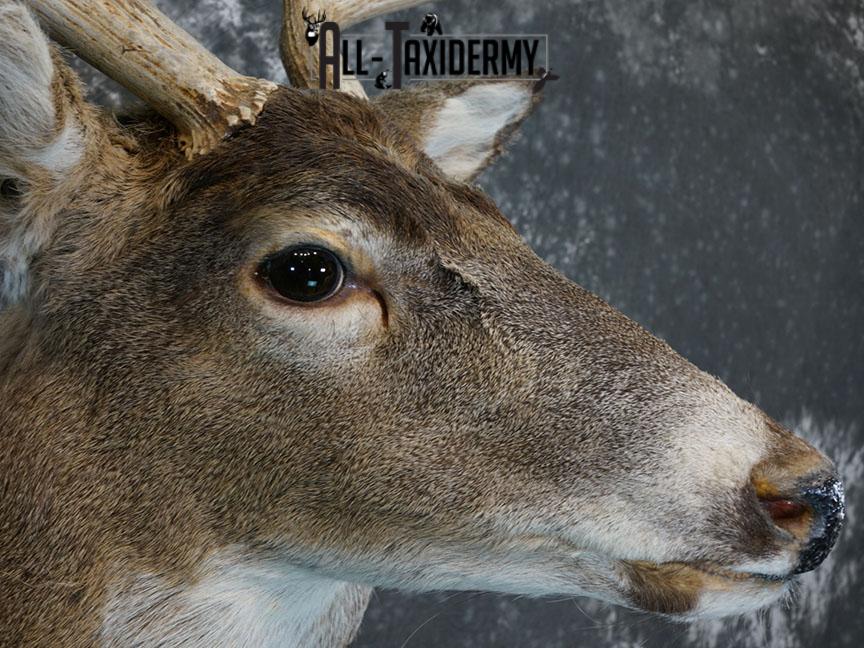 8 Point Whitetail deer Taxidermy shoulder mount SKU 2240 - Image 8