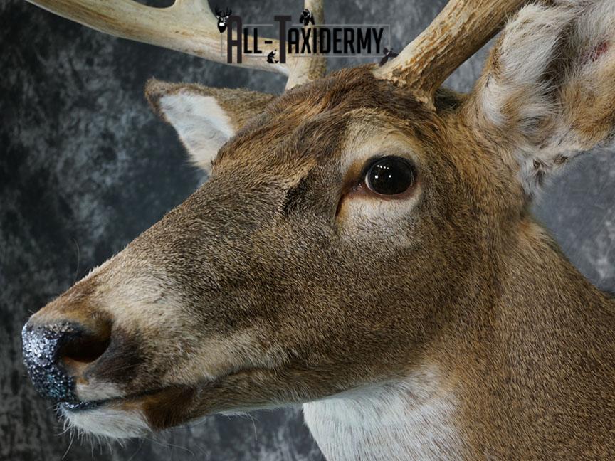8 Point Whitetail deer Taxidermy shoulder mount SKU 2240 - Image 9