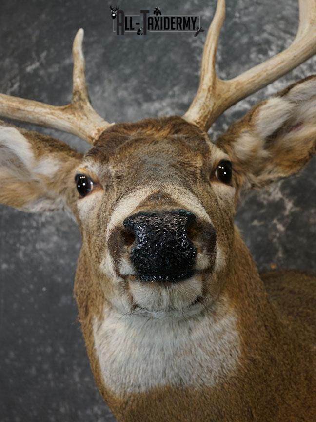 8 Point Whitetail deer Taxidermy shoulder mount SKU 2240 - Image 7