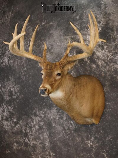 17 Point Whitetail deer taxidermy shoulder mount SKU 2281