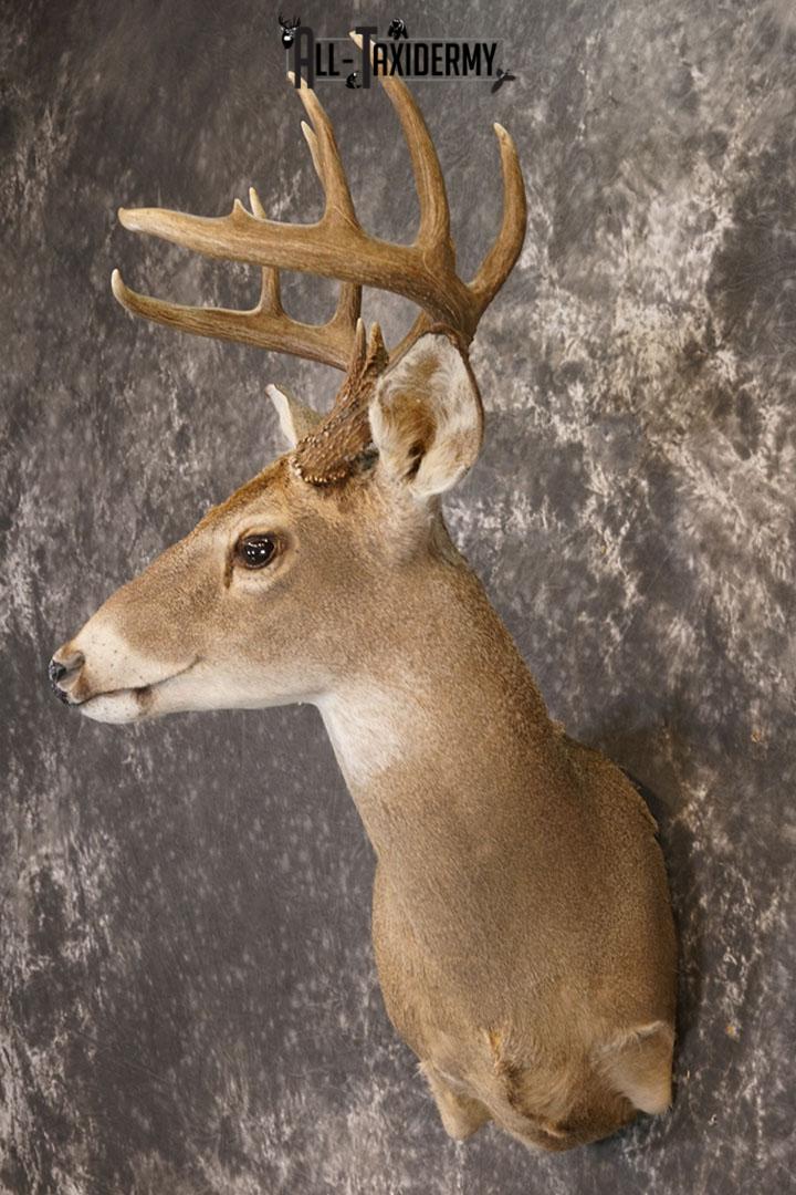 10 point Texas Whitetail deer taxidermy shoulder mount SKU 2243 - Image 2