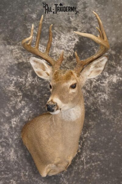 10 point Texas Whitetail deer taxidermy shoulder mount SKU 2243