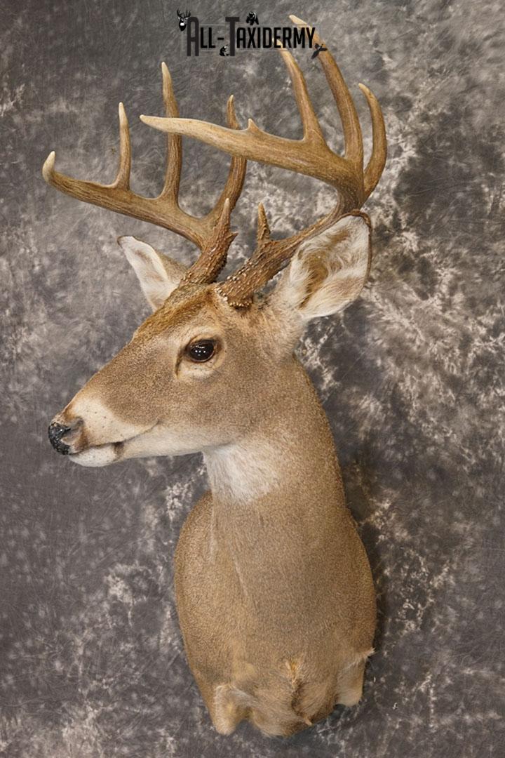 10 point Texas Whitetail deer taxidermy shoulder mount SKU 2243 - Image 5