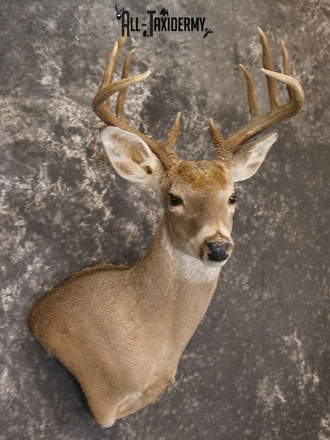 10 point Texas Whitetail deer taxidermy shoulder mount SKU 2243 - Image 4