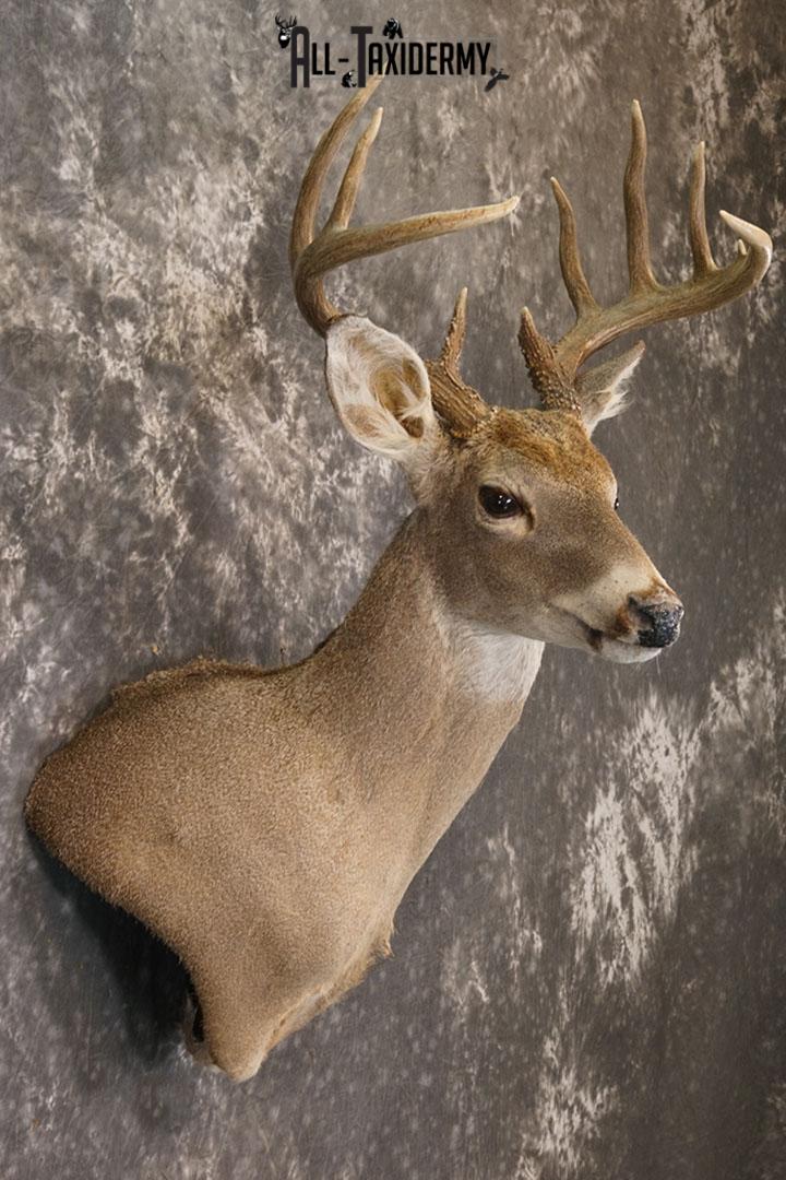10 point Texas Whitetail deer taxidermy shoulder mount SKU 2243 - Image 3